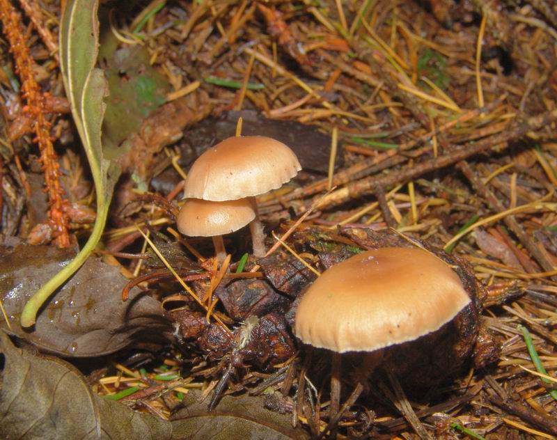 Funghi d'' oltre Manica